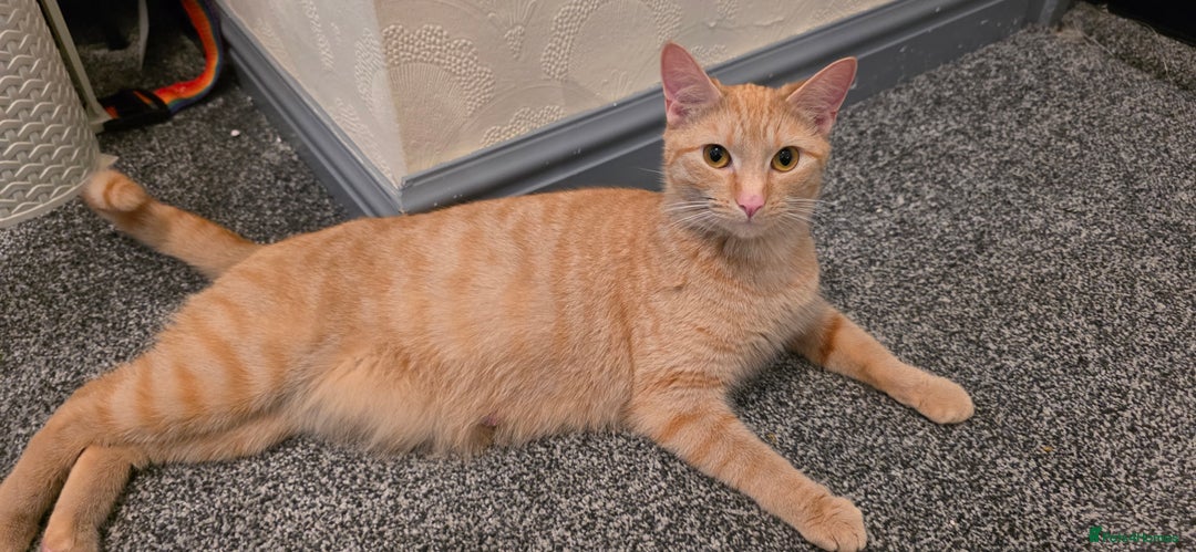 Mixed Breed cats for sale: Female kitten - Image 6