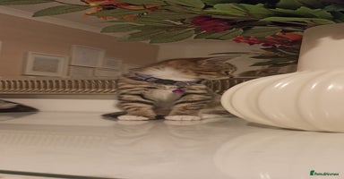 Mixed Breed cats - Advert 25