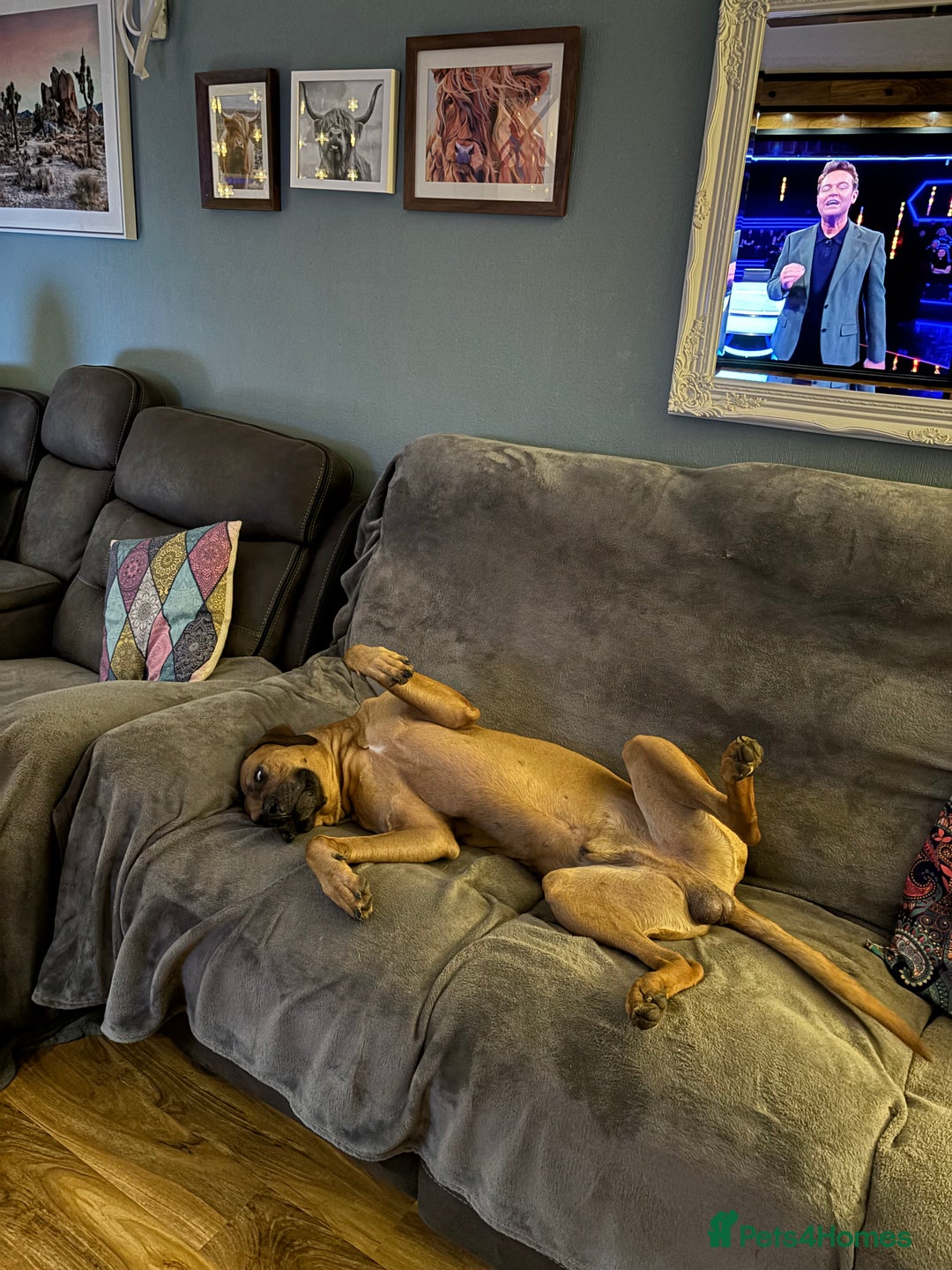 Rhodesian Ridgeback dogs for stud: Rhodesian Ridgeback - Advert 14