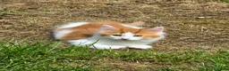 Mixed Breed cats for sale: Adorable fluffy Kittens in Hungerford - Advert 7