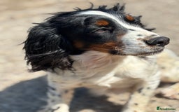 Cocker Spaniel dogs for sale: Gorgeous Blue Roan Cocker Spaniel Puppies  - Image 10