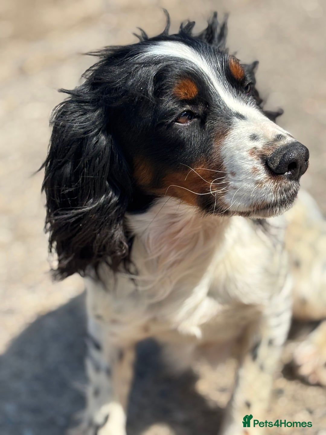 Cocker Spaniel dogs for sale: Gorgeous Blue Roan Cocker Spaniel Puppies  - Image 10