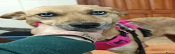 Mixed Breed dogs for adoption: 💙KAI & ❤️GERDA- Bonded And Simply Perfect in Oxford - Advert 17