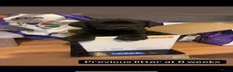 Labrador Retriever dogs for sale: Health Checked Pedigree Labrador Puppies - Advert 6