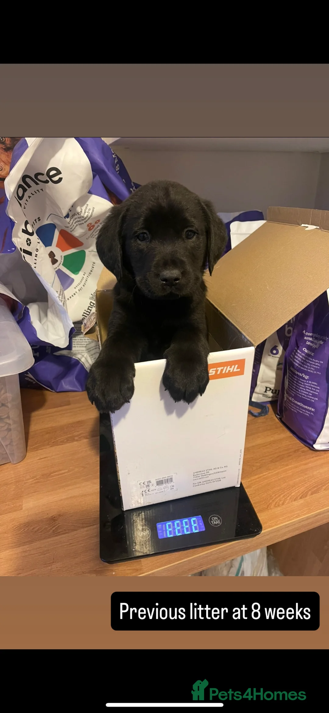 Labrador Retriever dogs for sale: Health Checked Pedigree Labrador Puppies - Advert 6