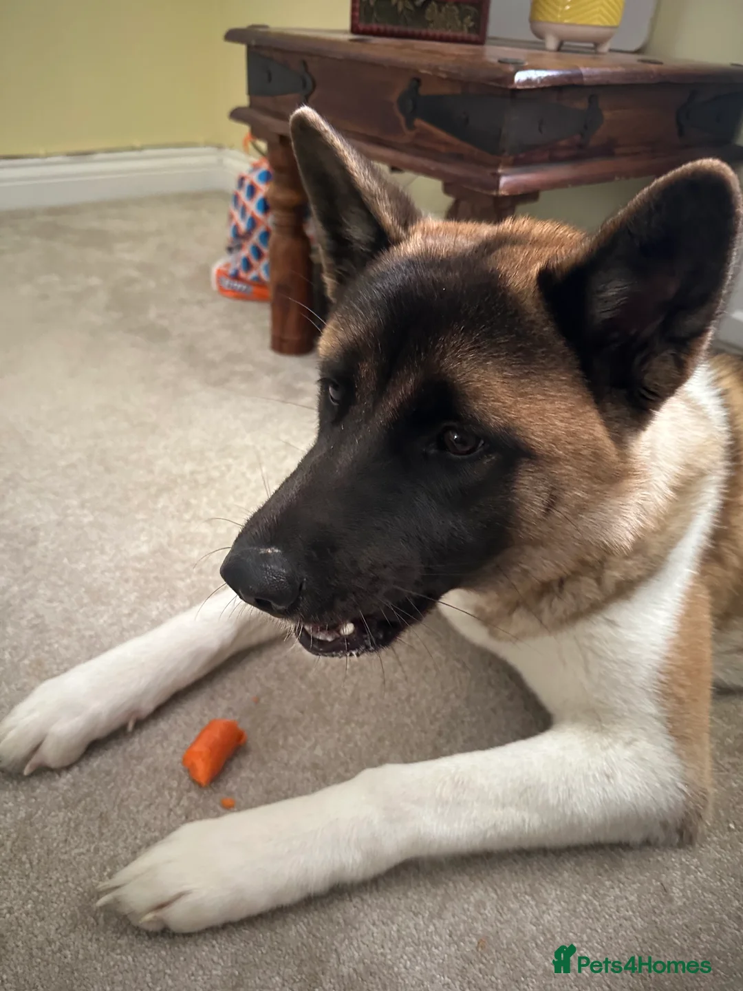 Akita dogs for sale: Akita 14 months old  - Advert 4