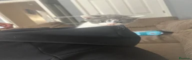 Mixed Breed Kitten 1