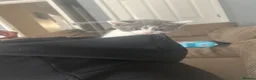 Mixed Breed cats for sale: Beautiful kittens for sale  in Bridgwater - Advert 4