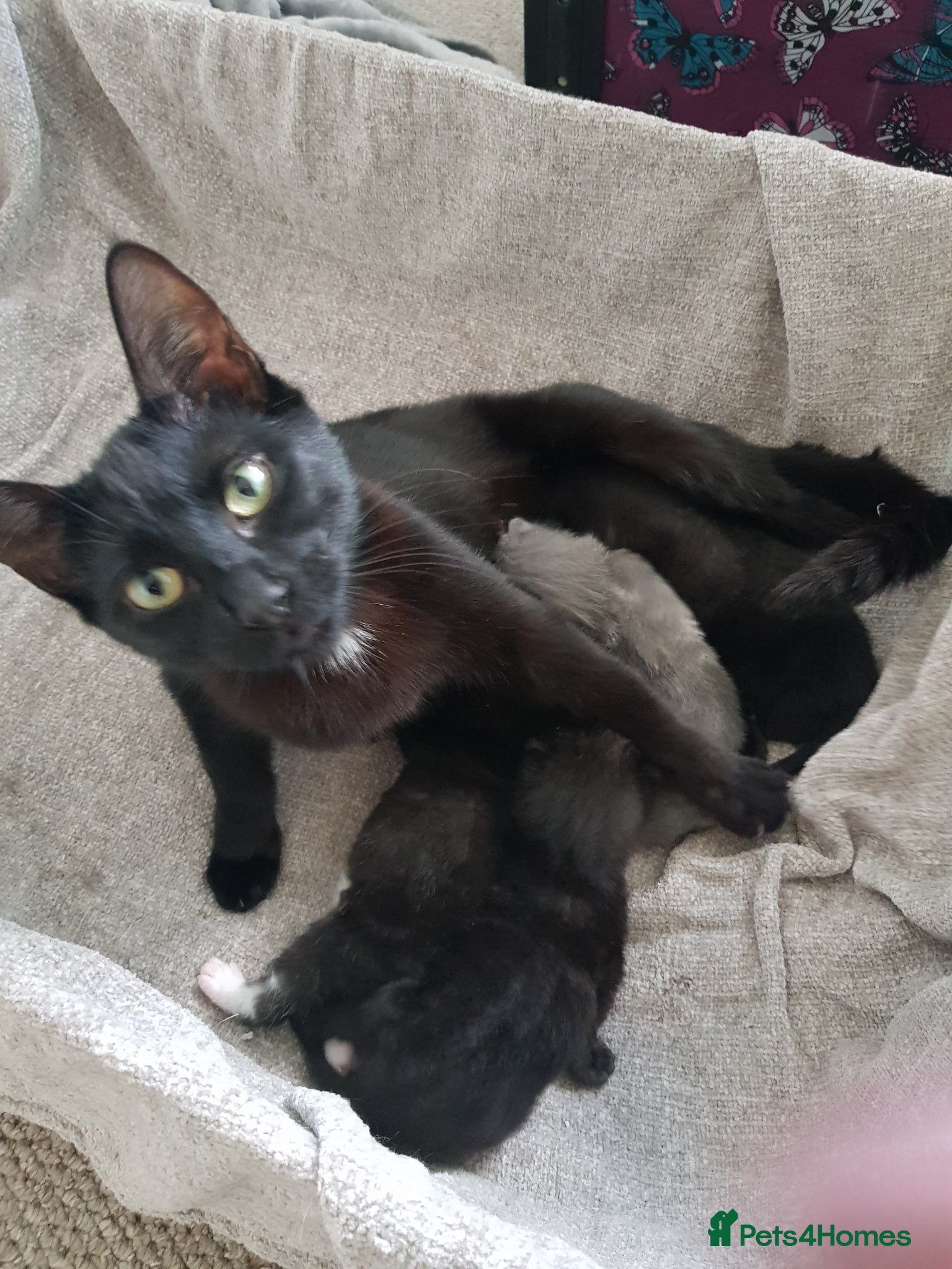 Domestic Shorthair cats 4 beautiful kittens  - Advert 1