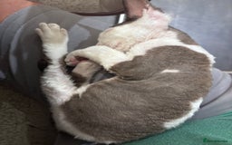 Devon Rex cats for sale: Kittens  - Image 5