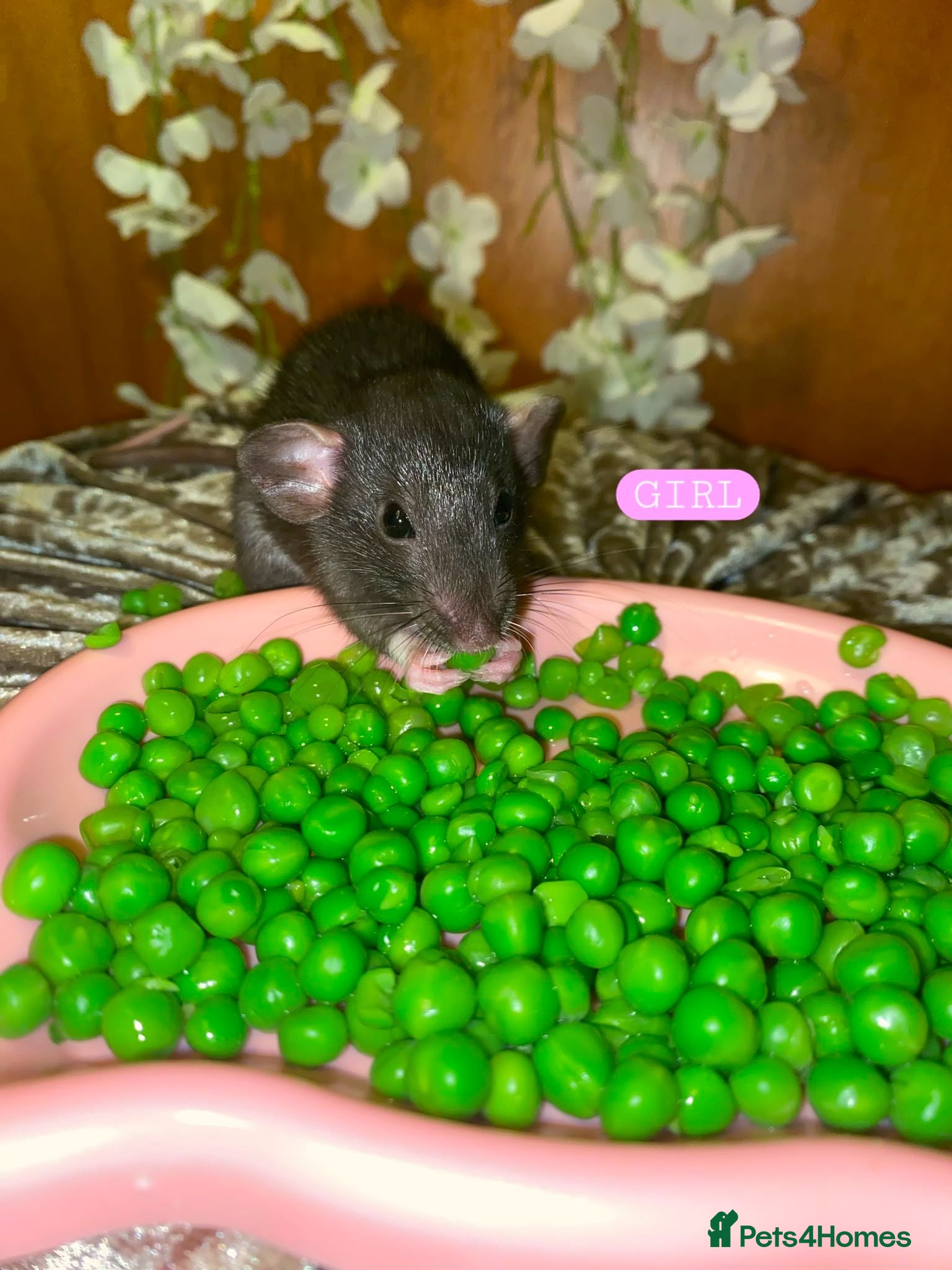 Rat rodents Beautiful babies ratties 🥰🥰🥰 - Advert 1