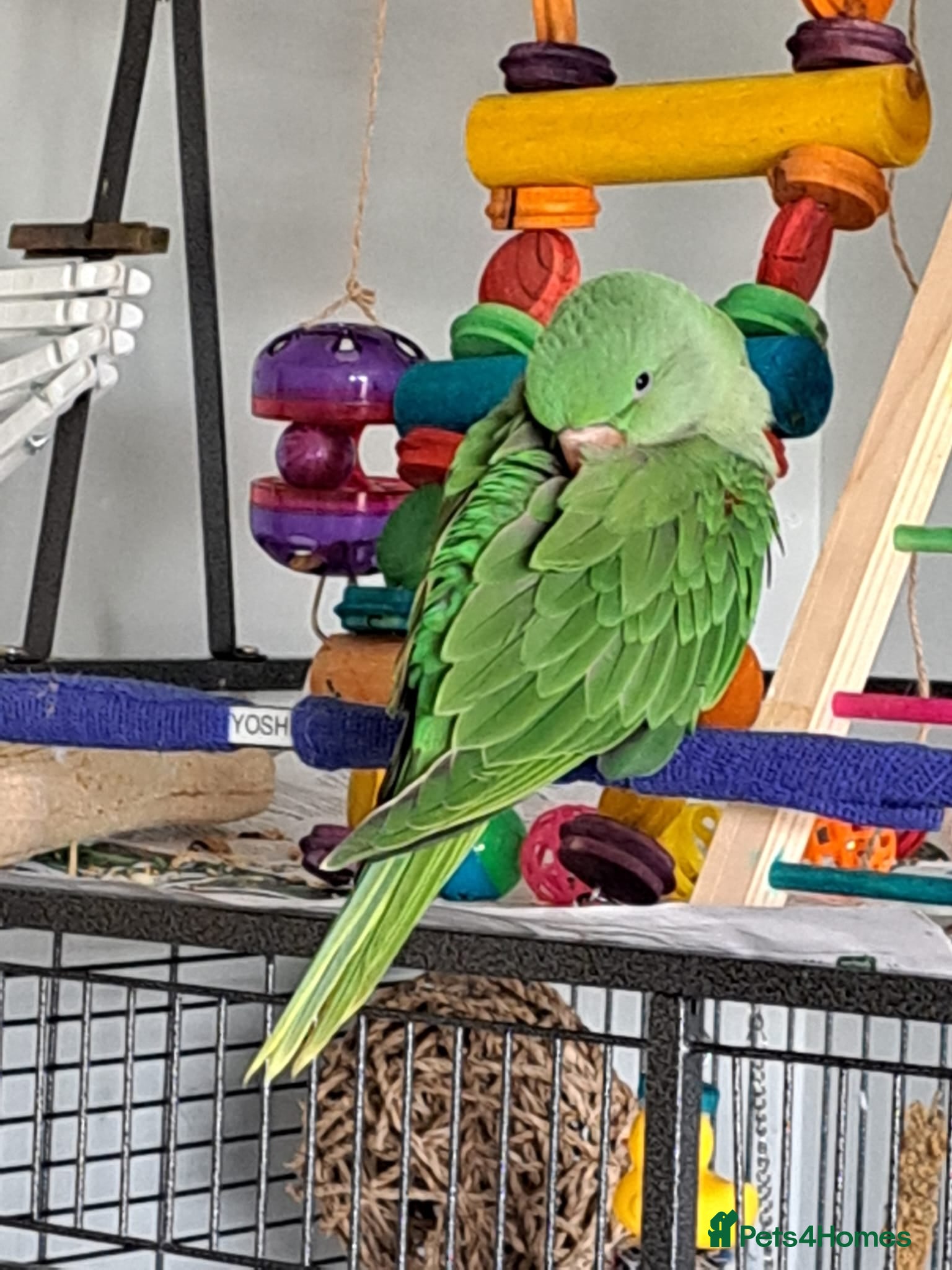 Parrots birds Alexanderine baby - Advert 3