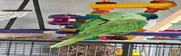 Parrots birds for sale: Alexanderine baby - Advert 1