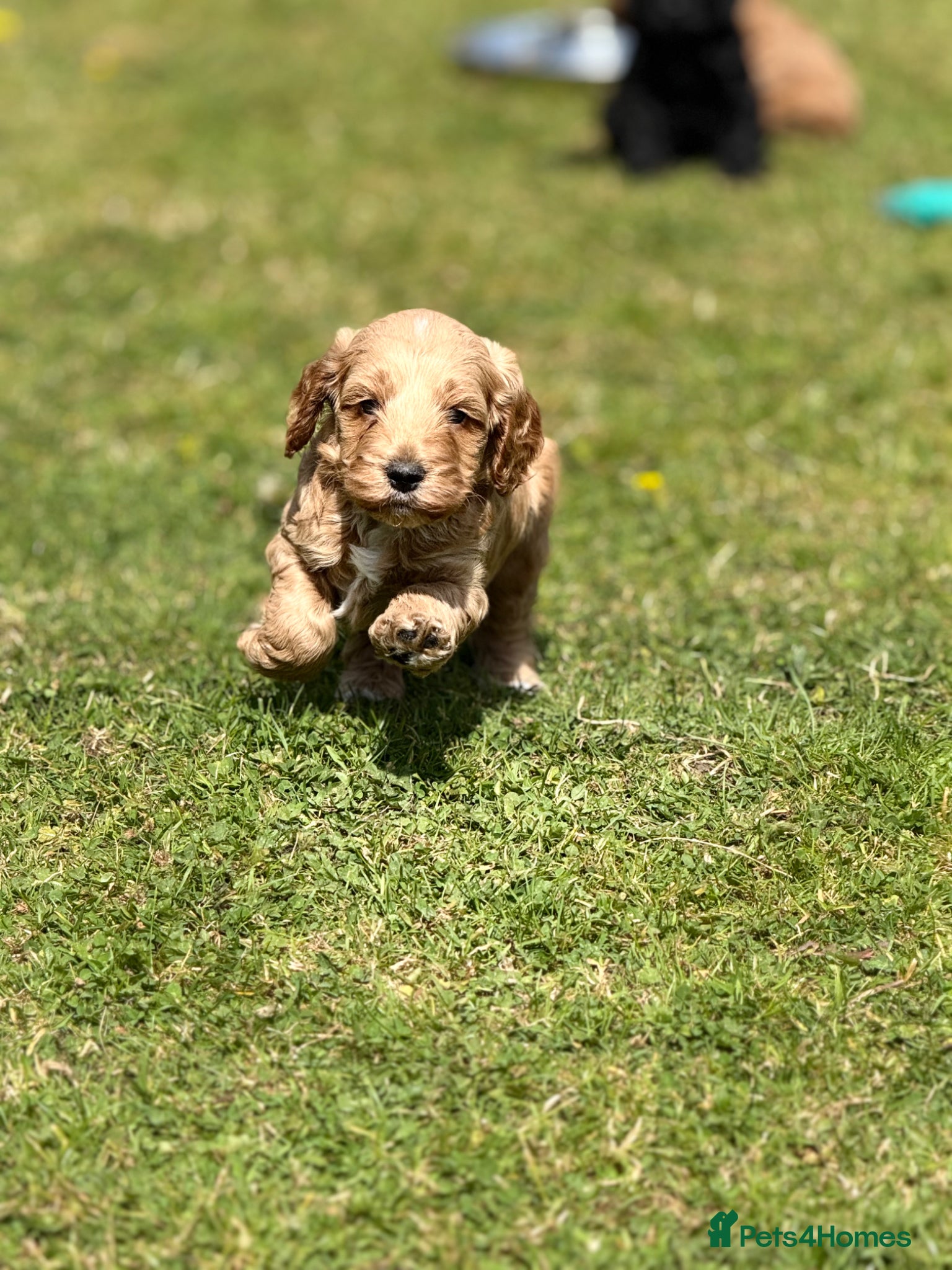 Cockapoo dogs F1 show line cockapoo puppies - Advert 11
