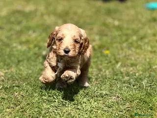 Cockapoo dogs F1 show line cockapoo puppies - Advert 11