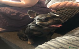 French Bulldog dogs for sale: Rehoming!!!!  - Image 4