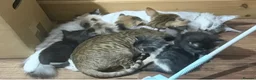 Maine Coon cats for sale: 3 perfect 100% Main coon baby kittens DNA PARENTS - Advert 21