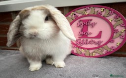 Mini Lop rabbits for sale: Pure bred minilop - Image 1