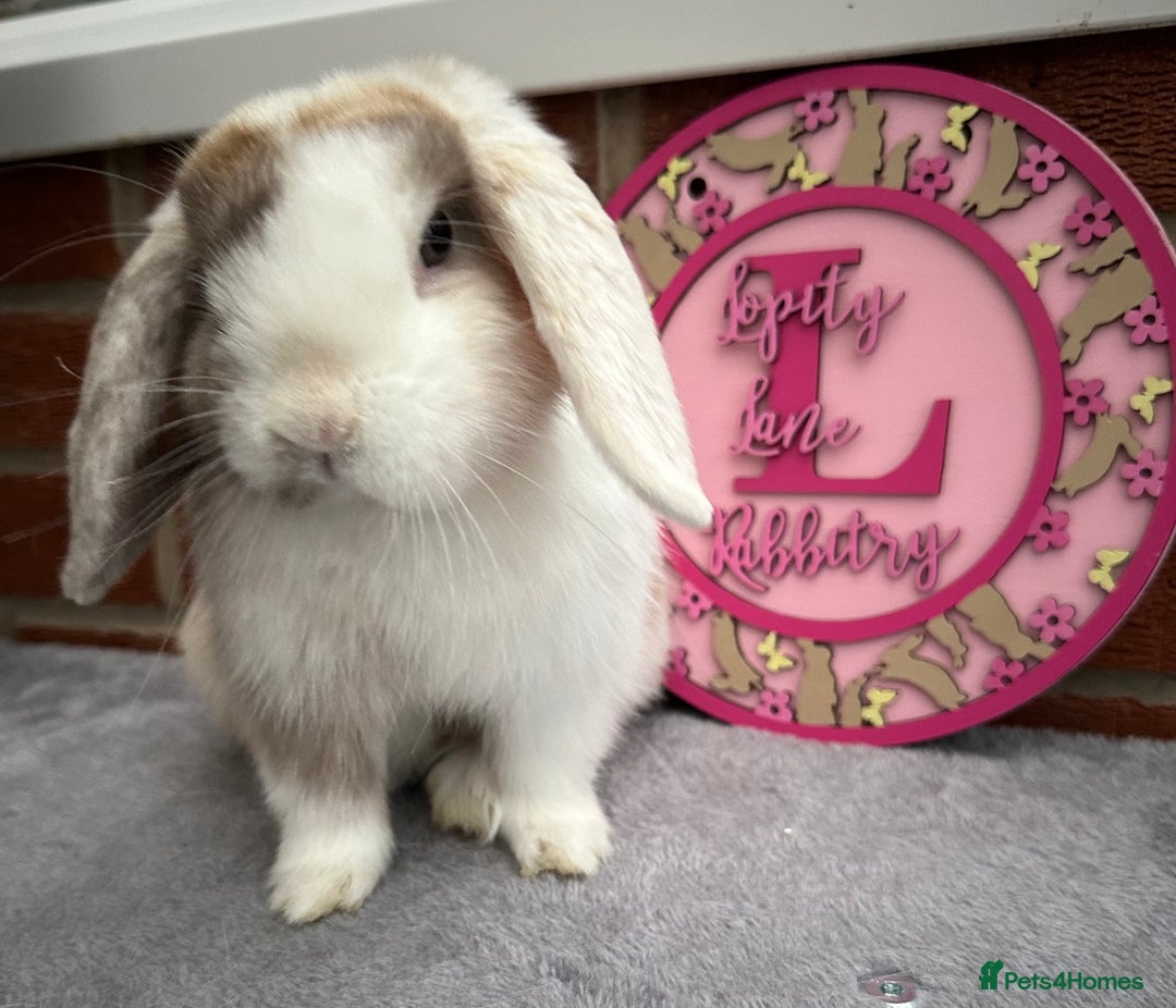 Mini Lop rabbits for sale: Pure bred minilop - Image 1