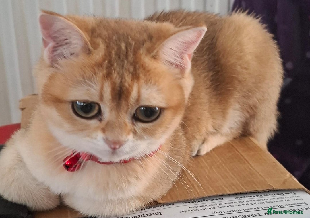 British Shorthair cats for sale: Golden british short hair  - Image 8
