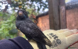 Budgerigars birds for sale: Budgies for sale, black wings, all in good health  - Image 20