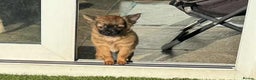 Chihuahua dogs for sale: Chihuahua long coat puppies ...only BOY left - Advert 23