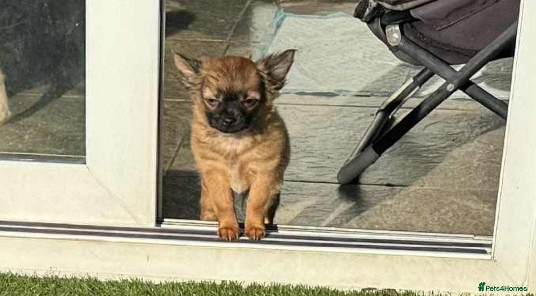 Chihuahua dogs for sale: Chihuahua long coat puppies ...only BOY left - Advert 23