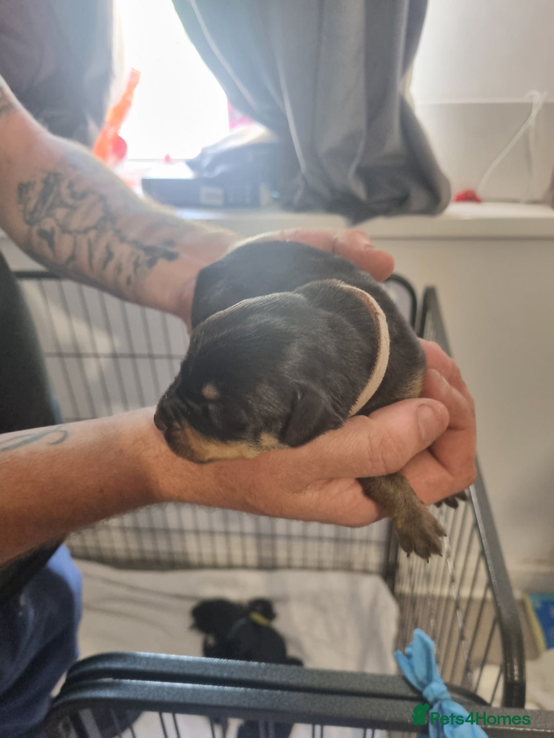 Rottweiler dogs for sale: Rottweiler puppy's  in Stoke-on-Trent - Image 10