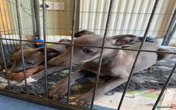 Whippet dogs for sale: 2 whippet puppies remaining ready for new homes - Image 26