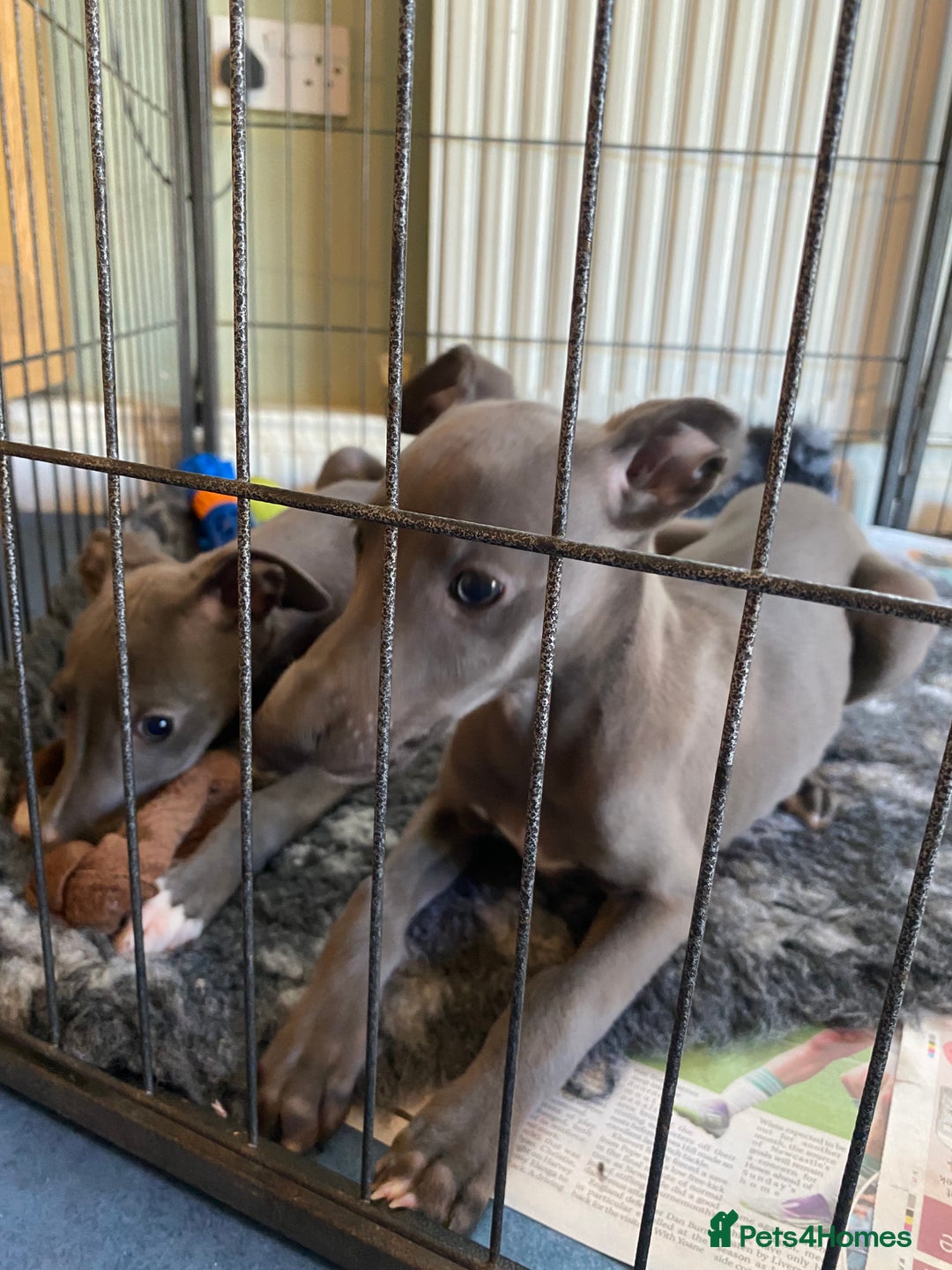 Whippet dogs for sale: 2 whippet puppies remaining ready for new homes - Image 26