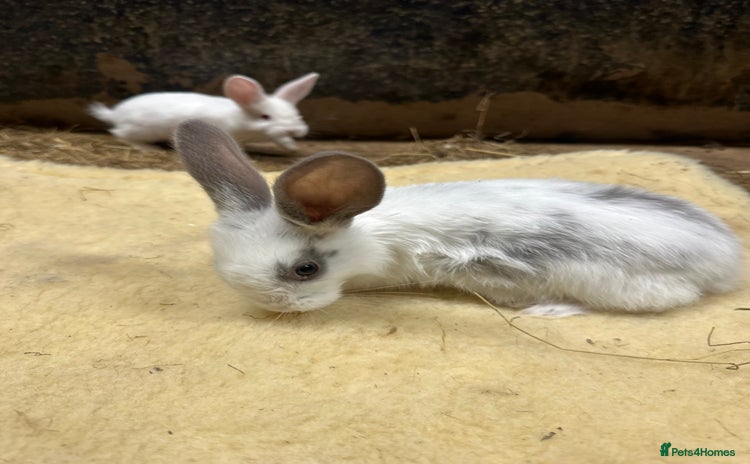 Continental Giant rabbits - Advert 5