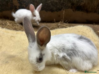 Continental Giant rabbits - Advert 25