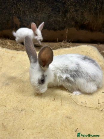 Continental Giant rabbits - Advert 4