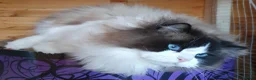 Ragdoll cats for sale: READY NOW!! GCCF Reg. Ragdolls SEAL MITTED in Bedford - Advert 4
