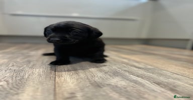 Labrador Retriever dogs - Advert 16