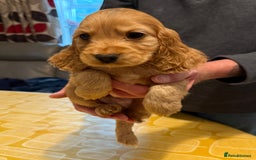 Cocker Spaniel dogs for sale: Cocker spaniel puppies-show type - Image 6
