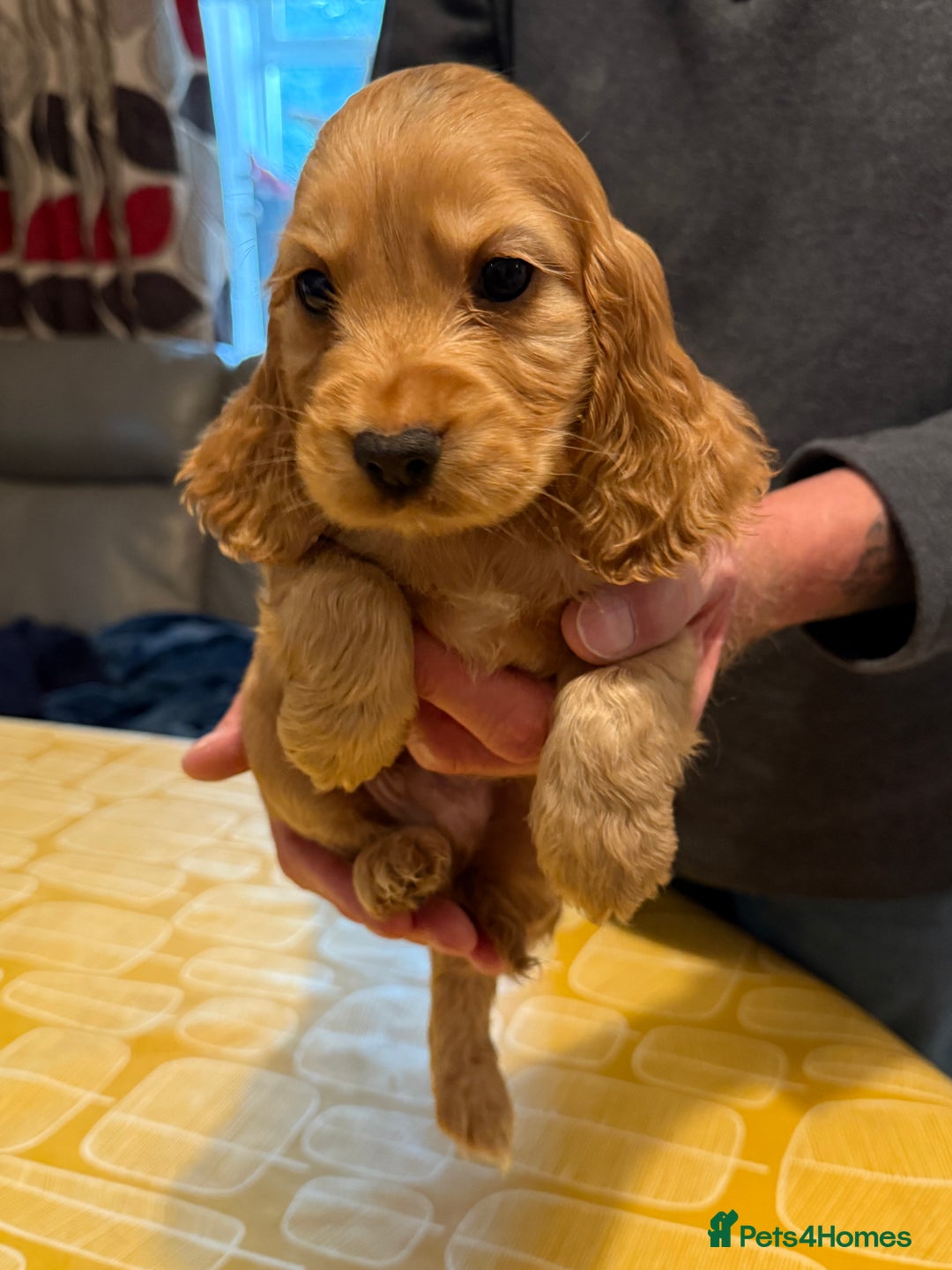 Cocker Spaniel dogs for sale: Cocker spaniel puppies-show type - Image 6