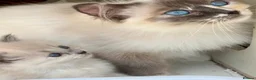 Ragdoll cats for sale: Degruchi Cattery has show quality kittens for sale in Petersfield - Advert 36