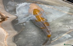 Koi Carp fish for sale: Koi fish  - Image 4