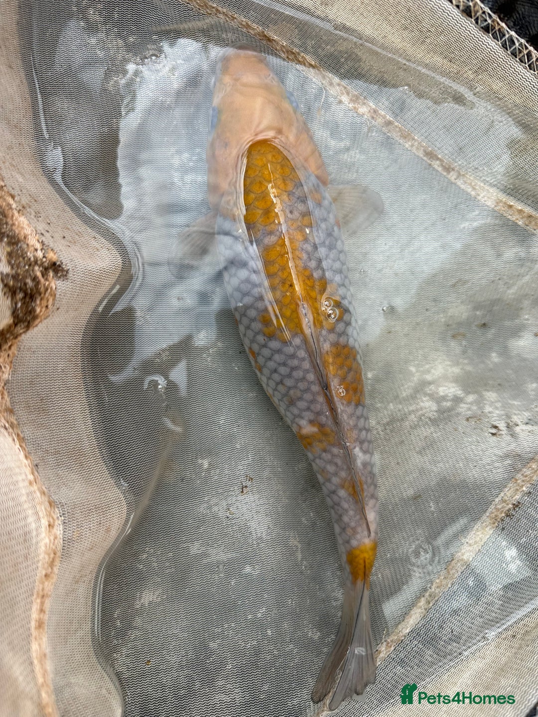 Koi Carp fish for sale: Koi fish  - Image 4