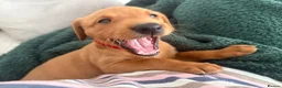 Labrador Retriever dogs for sale: Stunning Fox Red Working Labrador Retriever  in Bolton - Advert 37
