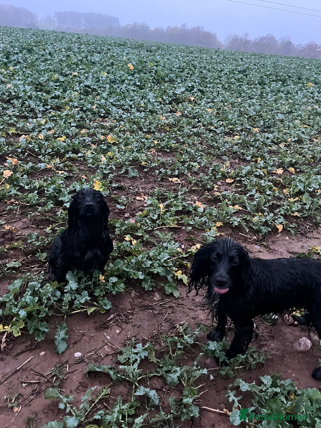 Cocker Spaniel dogs for sale: Kc registered Working cocker spaniel puppies  - Advert 13