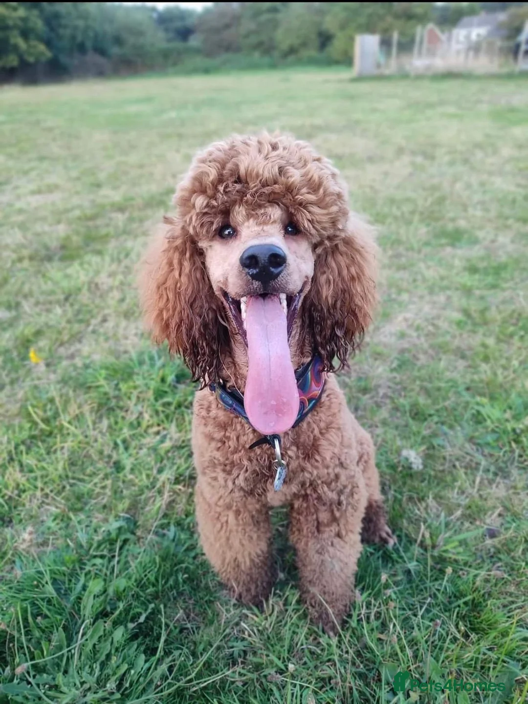 Mini Goldendoodle dogs for sale: Miniature Goldendoodle puppoes! - Advert 3