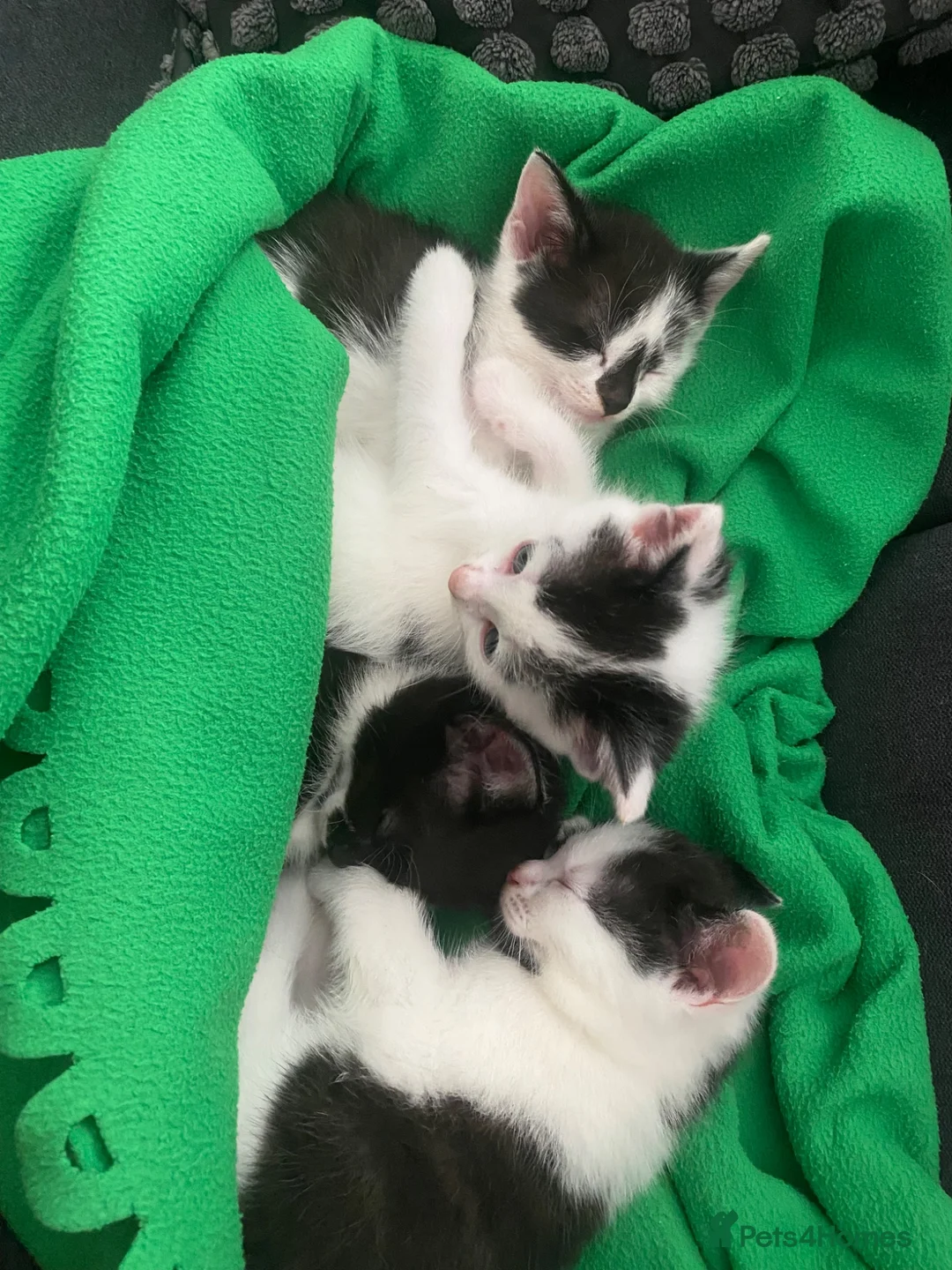 Mixed Breed cats for sale: Kittens  in Cardiff - Advert 2