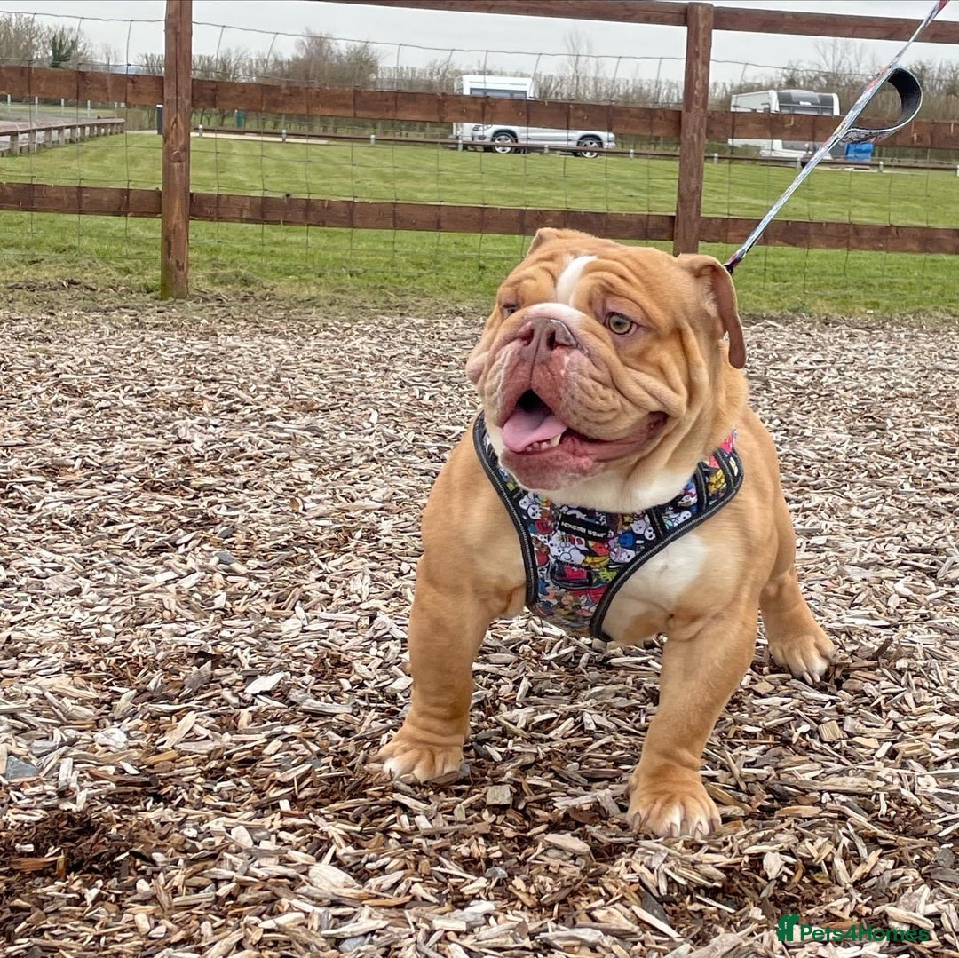 English Bulldog dogs for stud: REGGIE in Bilston - Image 4