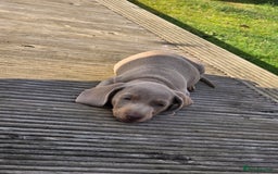 Miniature Dachshund dogs for sale: 3 left mini dachshund BOYS KC READY NOW   - Image 26