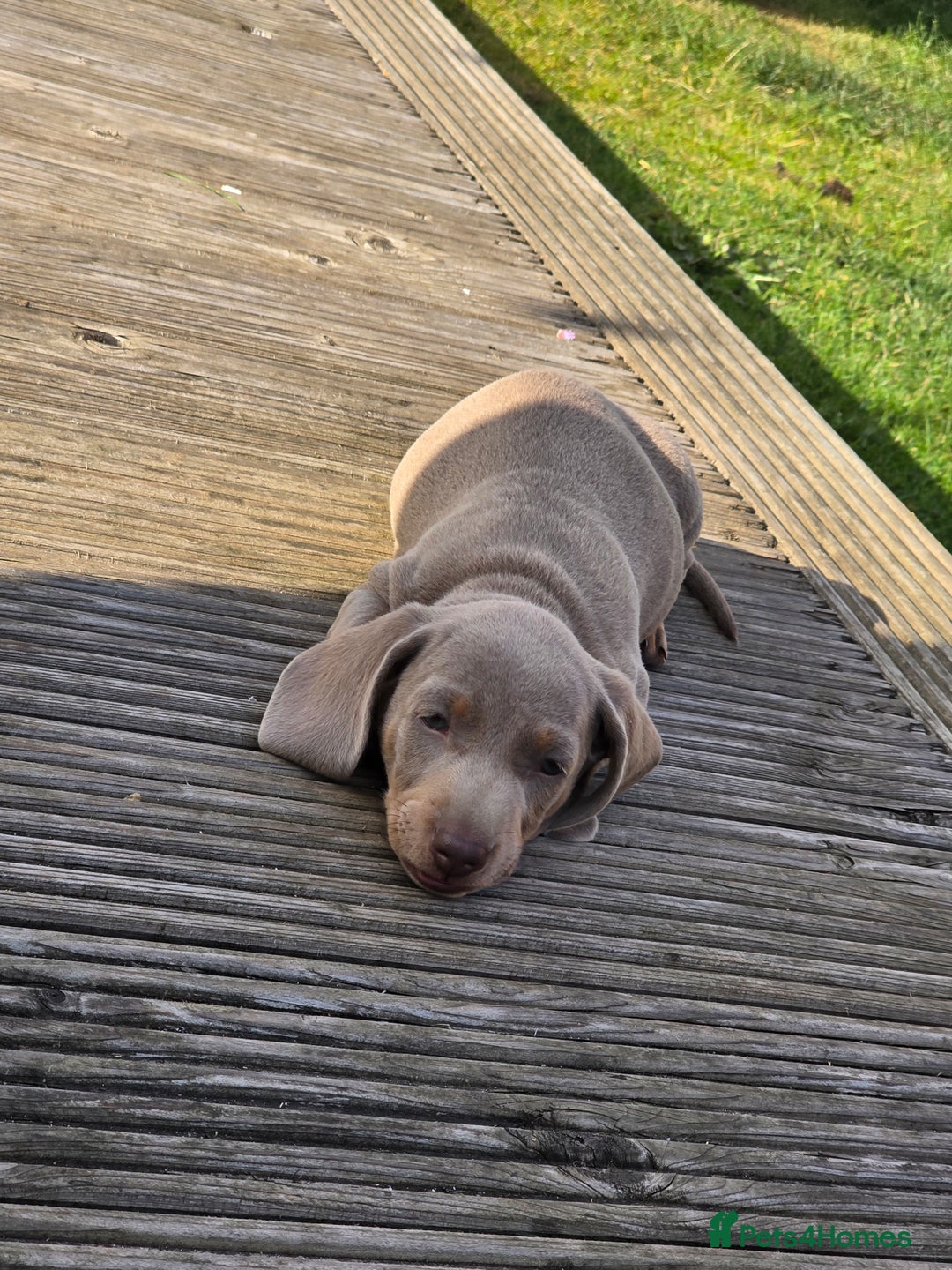 Miniature Dachshund dogs for sale: 3 left mini dachshund BOYS KC READY NOW   - Image 26