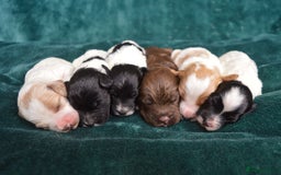 Cockapoo dogs for sale: Beautiful F1 Cockapoos - Image 2