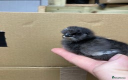 Chickens poultry for sale: Silkie chickens in Ashbourne - Image 2