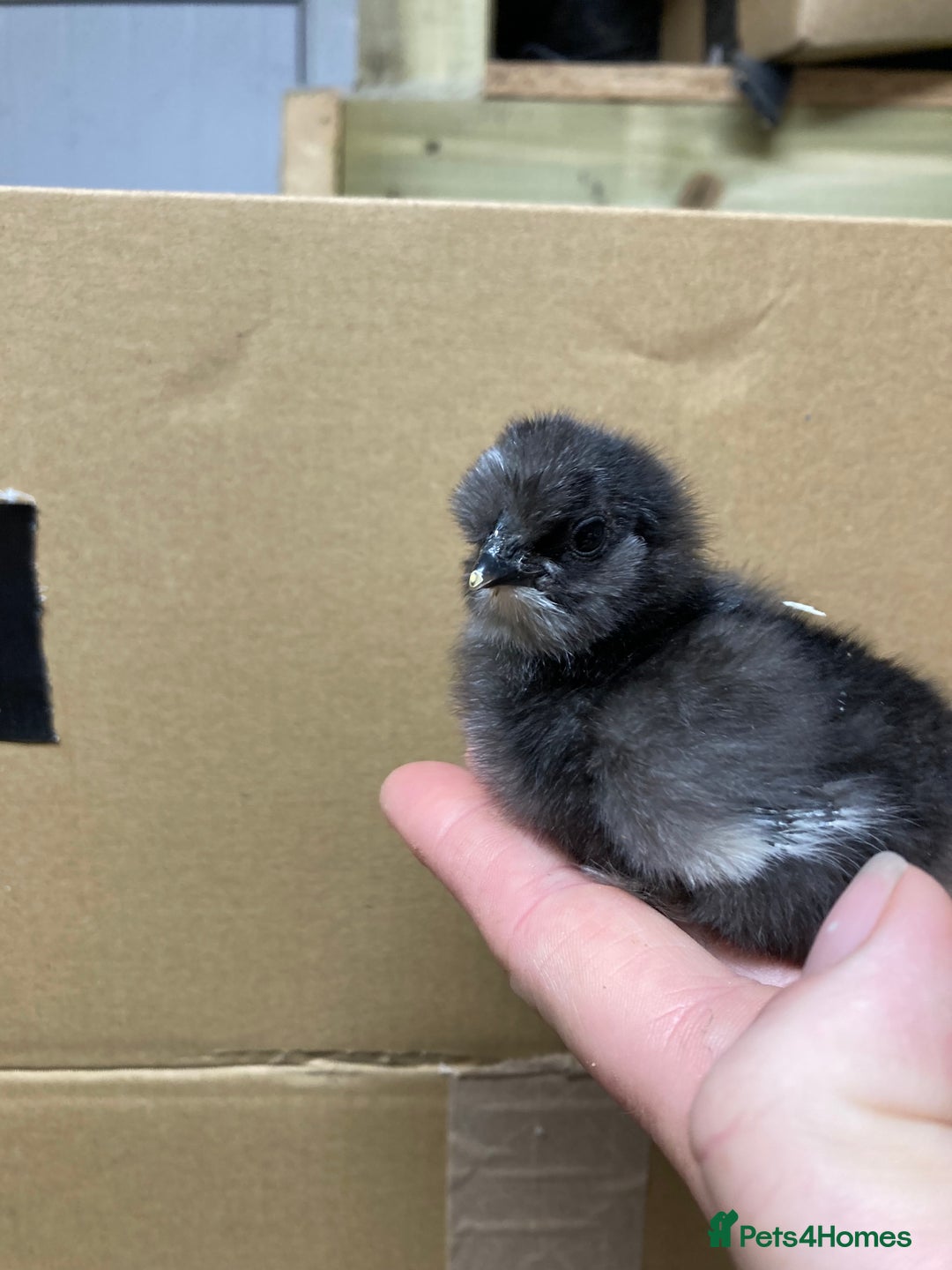 Chickens poultry for sale: Silkie chickens in Ashbourne - Image 2